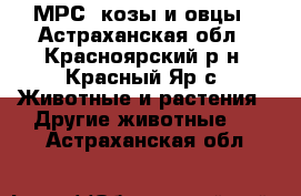 МРС: козы и овцы - Астраханская обл., Красноярский р-н, Красный Яр с. Животные и растения » Другие животные   . Астраханская обл.